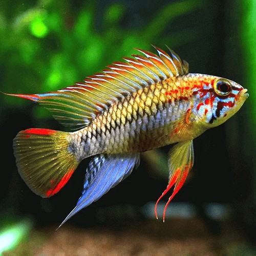 Apistogramma viejita  - Schwarzkehl zwergbuntbarsch